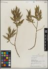 Foto von Salix lucida Muhl.